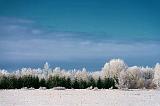 Frosted Landscape_52659